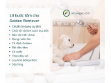 10 bước tắm đúng cách cho golden retriever