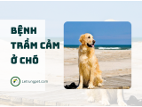 Bệnh trầm cảm ở chó là gì?