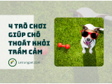 4 trò chơi giúp chó thoát khỏi trầm cảm