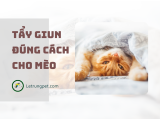 Tẩy giun cho mèo đúng cách 