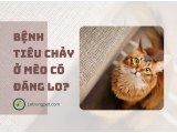 Bệnh tiêu chảy ở mèo