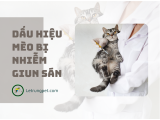 Dấu hiệu nhận biết mèo bị nhiễm giun sán