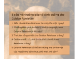 Thức ăn cho golden retriever theo độ tuổi