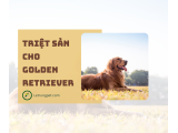Triệt sản cho Golden Retriever