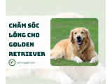 Chăm sóc lông cho golden retriever