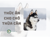 Thức ăn cho chó bị béo phì