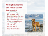 Mùa giao phối của Golden Retriever
