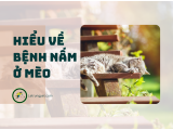 Mèo bị nấm và cách điều trị tại nhà