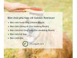 5 loại bàn chải không thể thiếu của  golden retriever