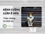 Bệnh cường giáp ở mèo - căn bệnh phổ biến của mèo trưởng thành