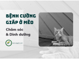 Cách chăm sóc mèo bị cường giáp