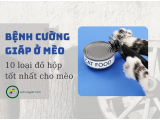 10 loại đồ hộp tốt cho mèo bị cường giáp