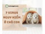7 bệnh virus nguy hiểm ở chó con