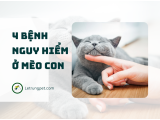 4 bệnh Virus nguy hiểm ở mèo con