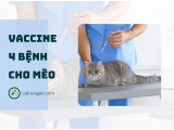 Vaccine 4 bệnh cho mèo