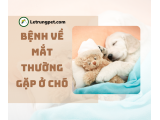 Các bệnh về mắt thường gặp ở chó