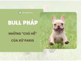 Giống Chó Bull Pháp - Những Chú Hề Của Xứ Paris