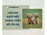 Cách chăm sóc chó con mồ côi mẹ dưới 1 tháng tuổi