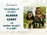 Alaska Giant - 