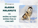 Alaska Malamute - Giá cả, đặc điểm, nguồn gốc và một số kích thước bạn chưa biết