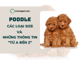 Chó Poode -  Những thông tin về kích thước Teacup, Tiny, Toy, Standard và một số bí mật từ A đến Á
