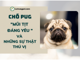 Chó Pug - 