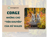 Corgi – những chú tiên khuyển của xứ Wales