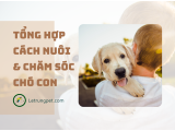 Cách chăm sóc chó con đơn giản & hiệu quả