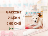 Vaccine 7 bệnh cho chó