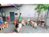 Dịch Vụ Trông Giữ Chó Mèo