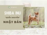 Giống Chó Shiba - Đặc Điểm Về Màu Lông, Tính Cách Và Giá Cả