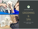 Dịch Vụ Grooming - Cắt Tỉa Lông Cho Chó & Mèo