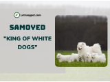 Chó Samoyed - 