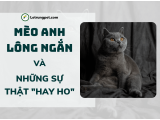 Mèo Anh Lông Ngắn - Giá cả, nguồn gốc, phân loại và một số đặc điểm hay ho