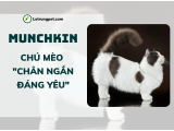 Mèo Munchkin - 
