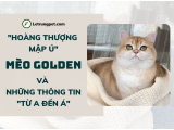 Mèo Golden - 