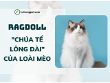 Mèo Ragdoll - 