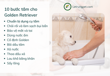 10 bước tắm đúng cách cho golden retriever