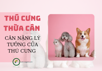 Cân nặng lý tưởng tránh béo phì cho thú cưng