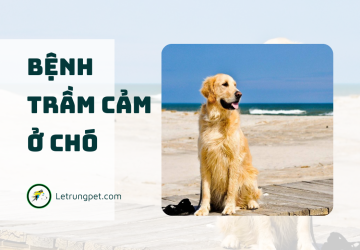Bệnh trầm cảm ở chó là gì?