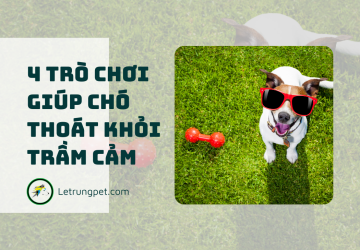 4 trò chơi giúp chó thoát khỏi trầm cảm