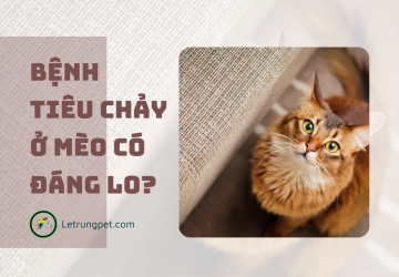 Bệnh tiêu chảy ở mèo