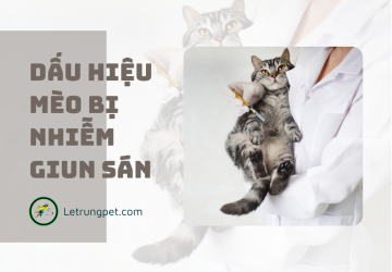 Dấu hiệu nhận biết mèo bị nhiễm giun sán