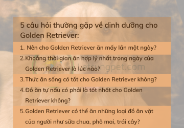 5 câu hỏi thường gặp về dinh dưỡng cho golden retriever
