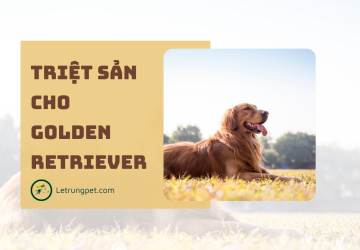 Triệt sản cho Golden Retriever