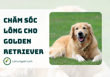 Chăm sóc lông cho golden retriever