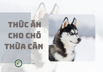 Thức ăn cho chó bị béo phì