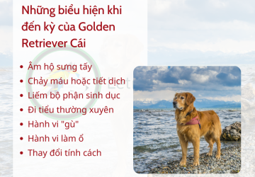 Mùa giao phối của Golden Retriever