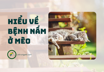 Mèo bị nấm và cách điều trị tại nhà