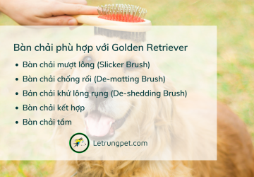 5 loại bàn chải không thể thiếu của  golden retriever